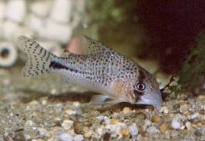 Corydoras sp. C91